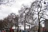 Now you see them: A visualisation of the Thames embankment highlights the threat posed to the capital’s public spaces if its tree population continues to shrink.