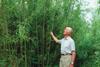 A farmer inspects eight-year-old willow fuelwood in Clanfield.