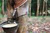 Natural rubber is a renewable material extracted from the sap of the Pará rubber tree.