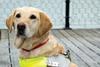 Guide Dogs for the Blind says shared space can be dangerous.