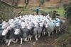 How Norman Foster might look herding a flock of Herdwick sheep.