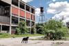 Detroit, abandoned factory, derelict
