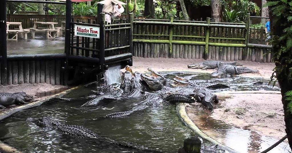 Architects snap at chance to design London’s first alligator farm ...