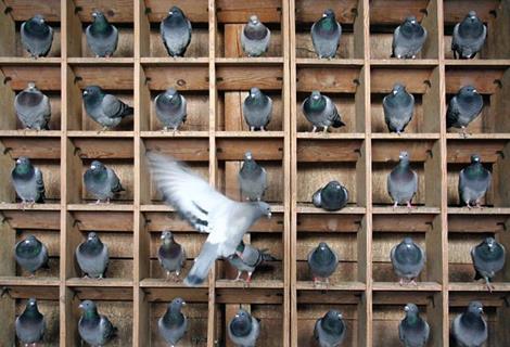 How can I avoid being pigeonholed?
