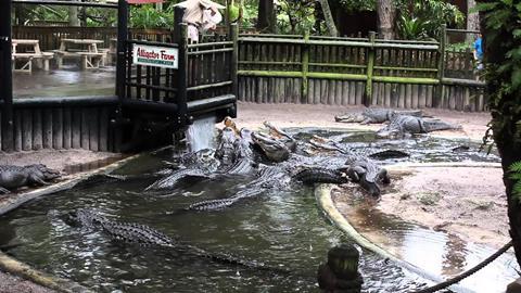 An alligator farm