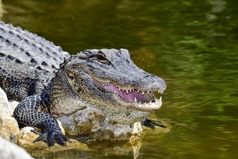 Alligatorphoto3