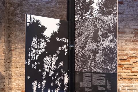 MZO-IMAGES OF THE FOREST-11461