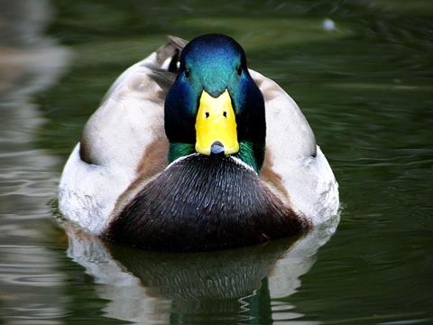 A duck, not to be confused with an architect