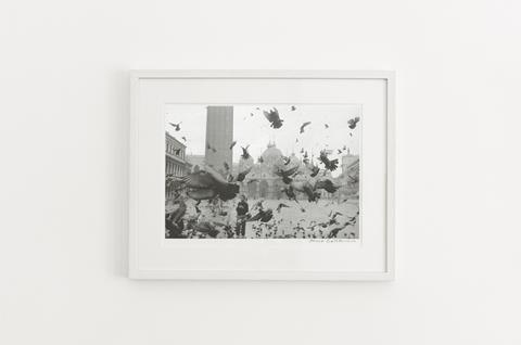 Denise Scott Brown, Pigeons on Piazza San Marco, Venice, 1956. Courtesy Betts Project